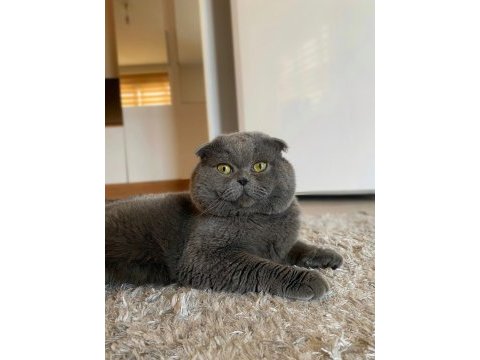 Ayı surat scottish fold oğluma eş arıyorum