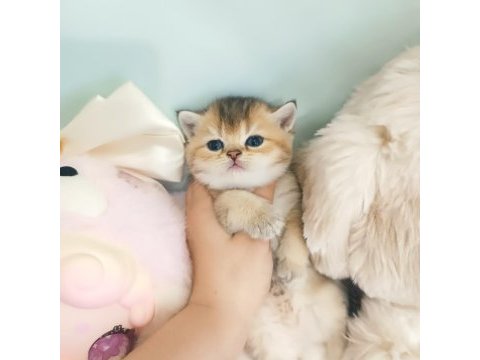 British shorthair yavrular blue golden