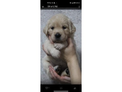 2 aylık golden retriever yavrularım