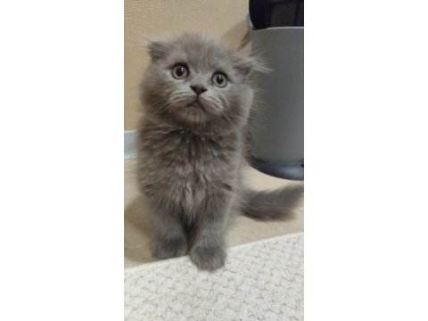 British scottish fold