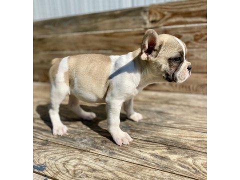 Bayram şekeri french bulldog köpekler