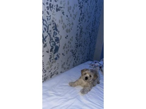 En uygun maltipoo