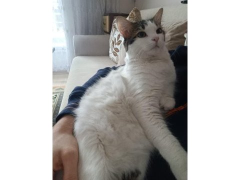 Acil sahiplendirmek istiyorum