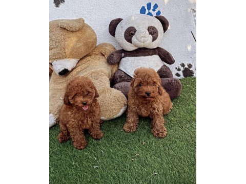 A kalite toy poodle bebeklerim