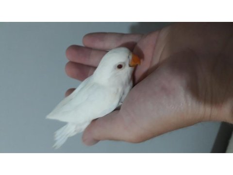 Albino yeni yeme düşmek üzere olan cennet papağanı bebek