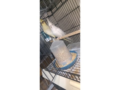 Albino lutino takım sultan papağanı