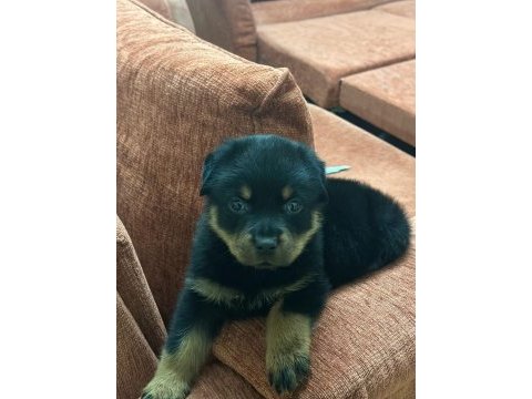 A kalite son erkek rottweiler yavru