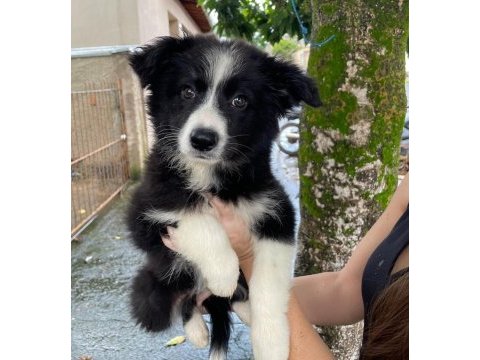 Evinizin neşesi border collie yavrular kapıda ödeme