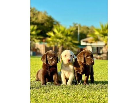 Safkan labrador retriever yavruları 