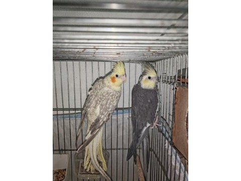 1.5 / 2 yaşında yavru veren hazır takım sultan
