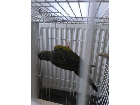 Petagonya konur papağanı evcil degildir