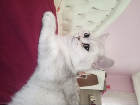Yakışıklı british shorthair oğlumuza eş arıyoruz 10 aylık