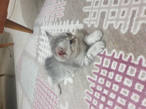 Dünya tatlısı british shorthair