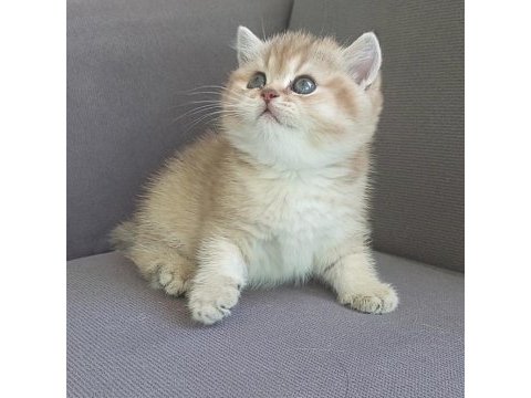 Safkan british shorthair açıklamayı okuyun lütfen