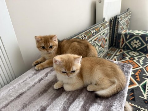 Mükemmel british shorthair golden yavrular