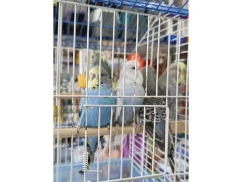 Show jumbo muhabbet kuşları rengarenk erkek dişi