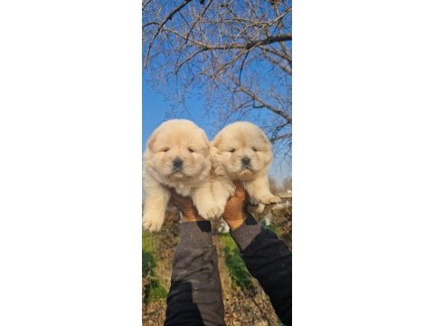 Siyah ve krem çin aslanı yavrularımız