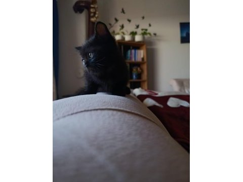 British shorthair yavrularımız