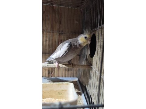 Evcil erkek sultan papağanı