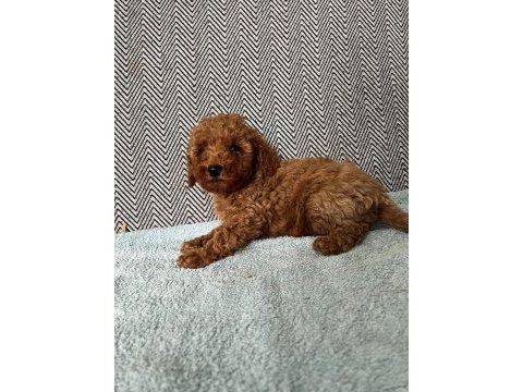 Minik pati poodle