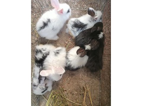 7 yavru tavşan istanbul