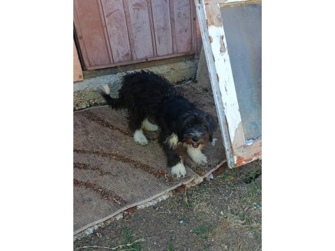 Ücretsiz dişi yavru terrier kırması