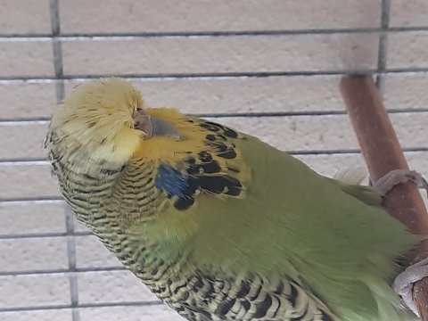 Jumbo muhabbet kuşu dişi üretim için uygundur