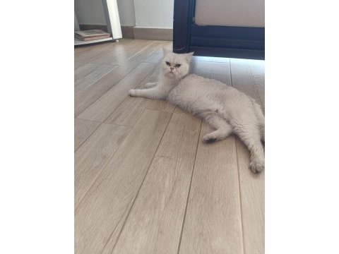 Güzel chinchilla kızımıza bakacak bir yuva arıyoruz
