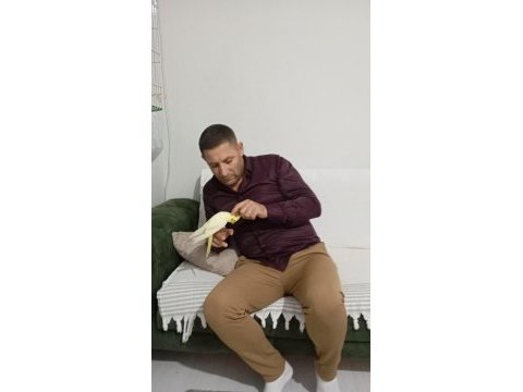 Uyguna ele alışkın erkek yavru sultan papağanı