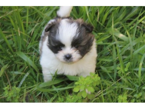 Shih tzu erkek