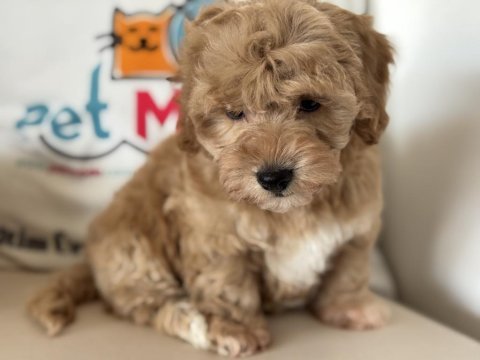 Petmode köpek çiftliğinde ziyarete açık maltipoo
