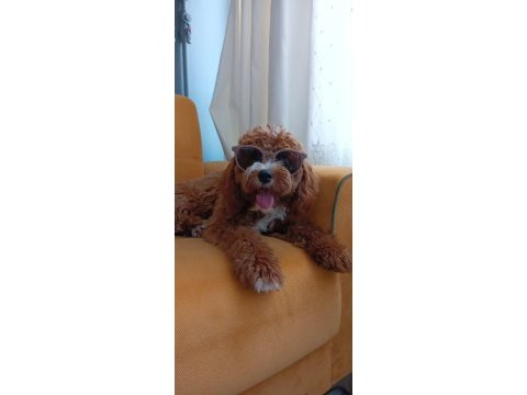 Yavrumuza ev arıyoruz maltipoo