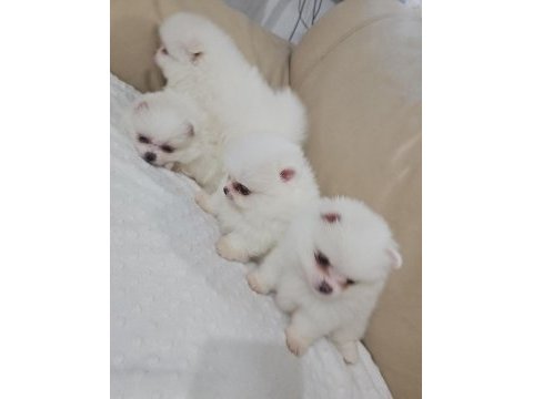 Snow white pomeranian boo dişi ve erkekler