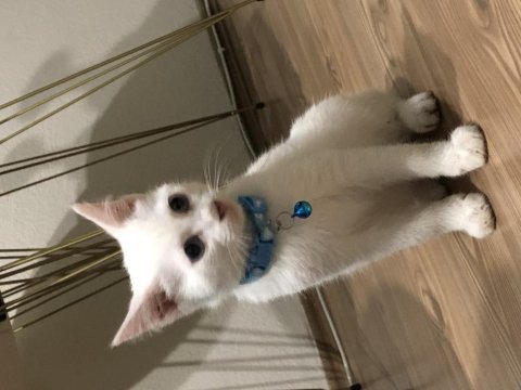 2 aylık van kedisi her şeyiyle verilecektir