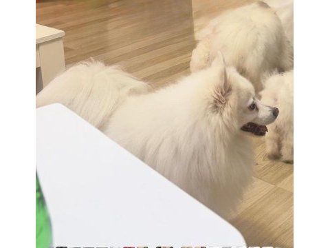 A kalite pomeranian spitz yavrular