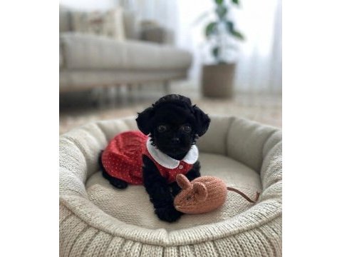 Toy poodle minik köpekler