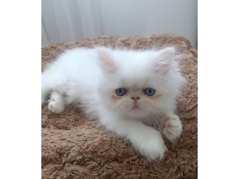 Oyuncu iran persian yavrular