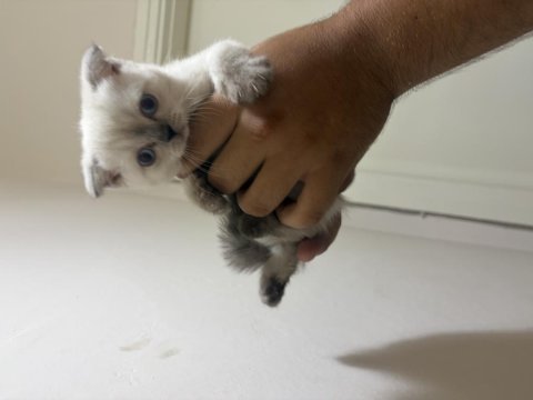 Yavru scottish fold