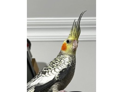 Erkek pearl evcil yavru sultan