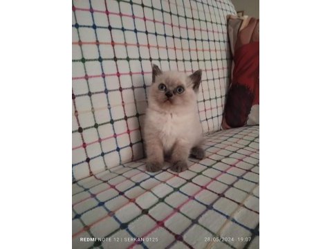Ücretli sahiplendirilecek british shorthair