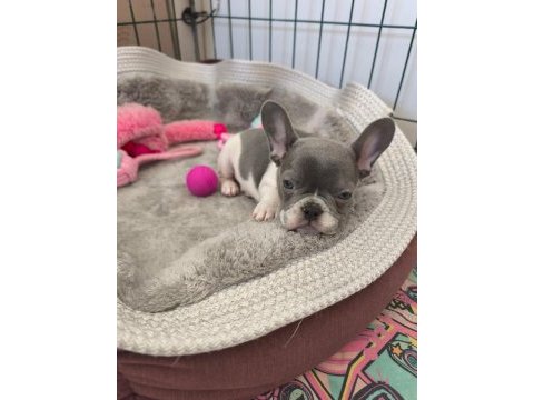 Nadir lilac pied aşılı ped eğitimli french bulldog kızımız