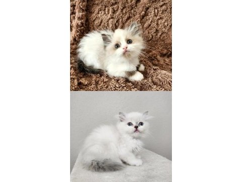 Kocaeli darıca minik pati kediler