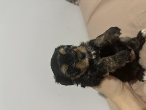 Yorkie bebekler 2 dişi 3 erkek