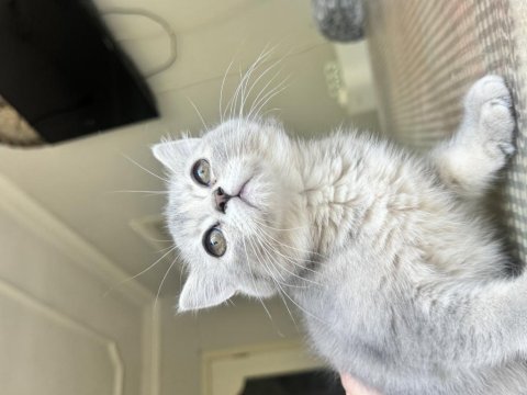 Güzel british shorthair yavrumuza sıcak ev arıyoruz