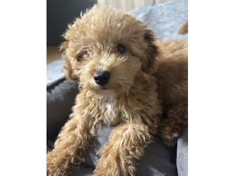 3 aylık yavru poodle