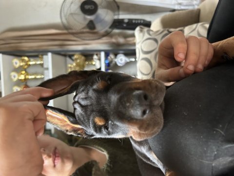 European doberman yavruları