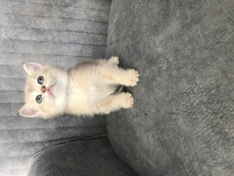 Altın british shorthair bebişler