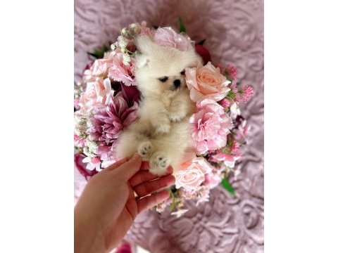 Teacup kısa burur pomeranian prenses