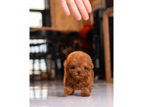 Koreden gelen poodle bebeğimiz ıstanbuldayiz
