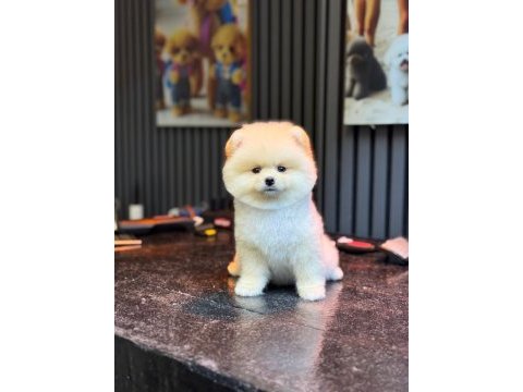 Yavru pomeranian boo köpeklerimiz